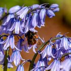 Hummel im Nektarrausch