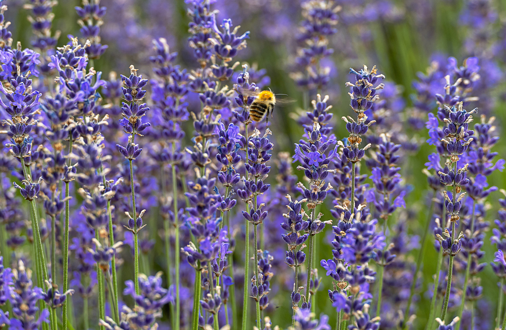 Hummel im Paradies