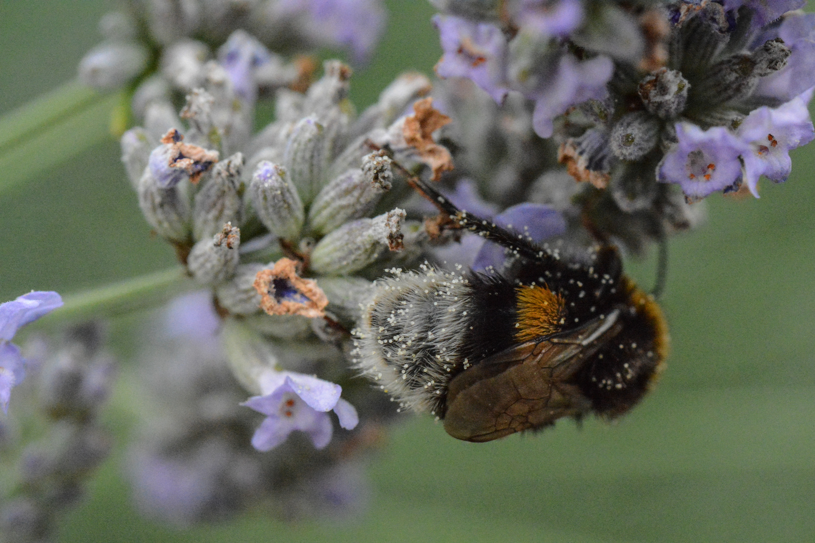 Hummel im Pollenbad von Lavendel