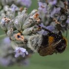 Hummel im Pollenbad von Lavendel