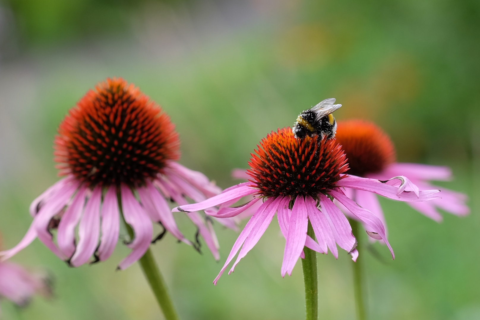 Hummel im Pollenkleid 