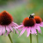 Hummel im Pollenkleid 