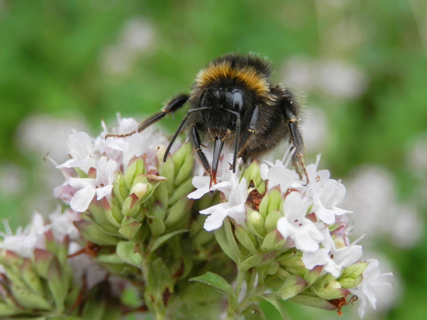 Hummel im Porträt - Helle Erdhummel (Bombus lucorum)