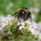 Hummel im Porträt - Helle Erdhummel (Bombus lucorum)