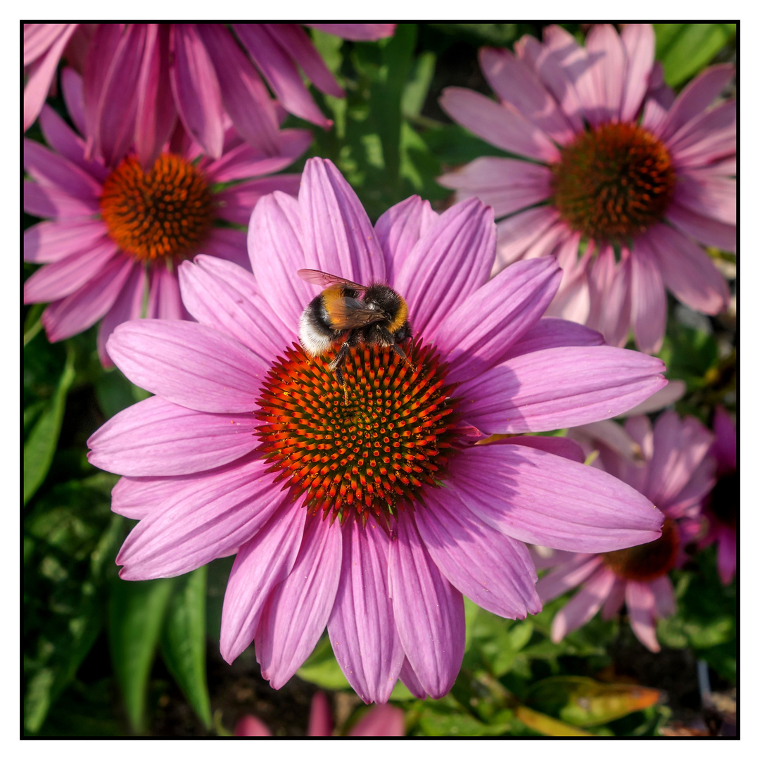 Hummel im Quadrat