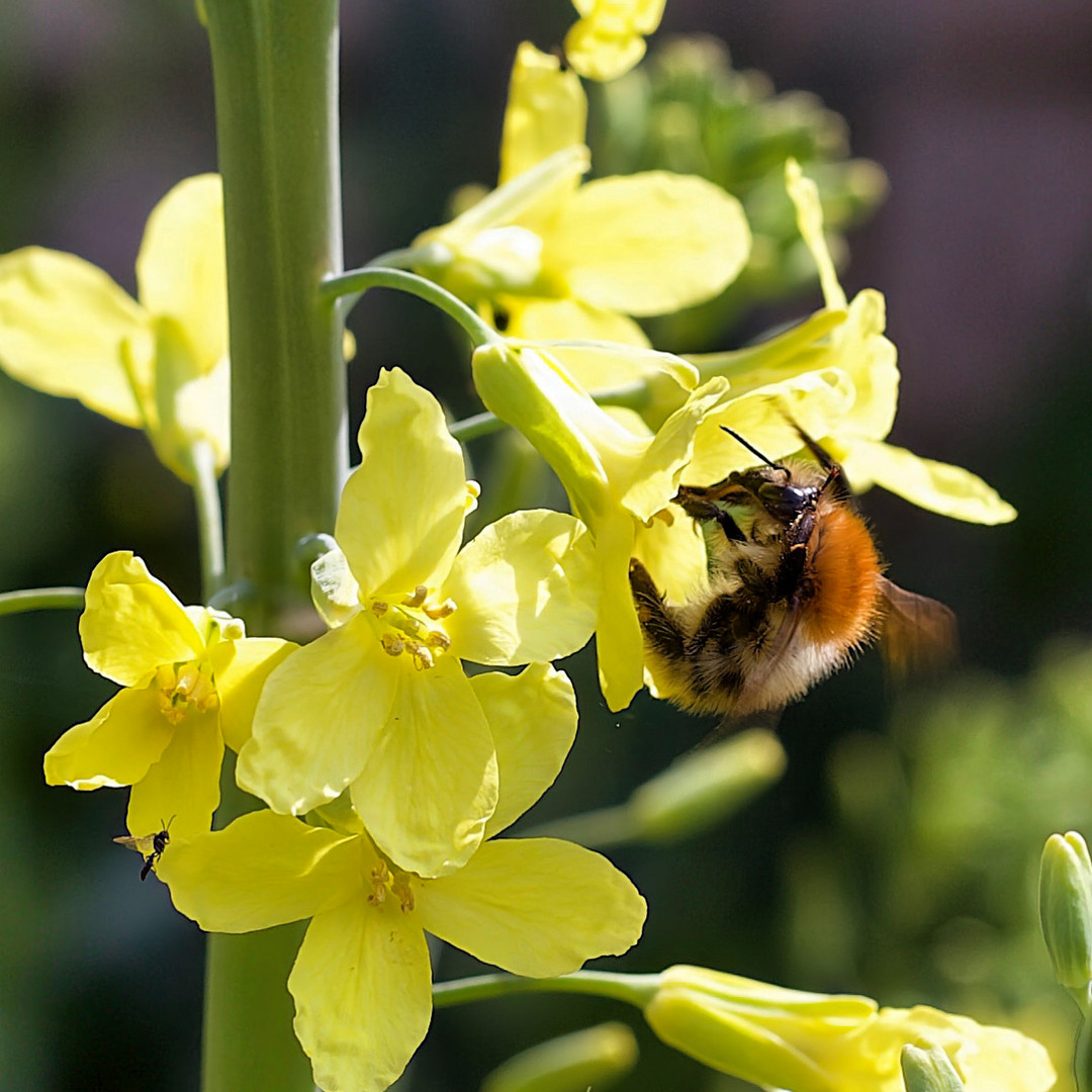 Hummel im Raps