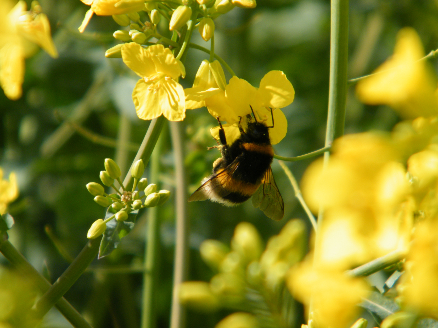 Hummel im Raps