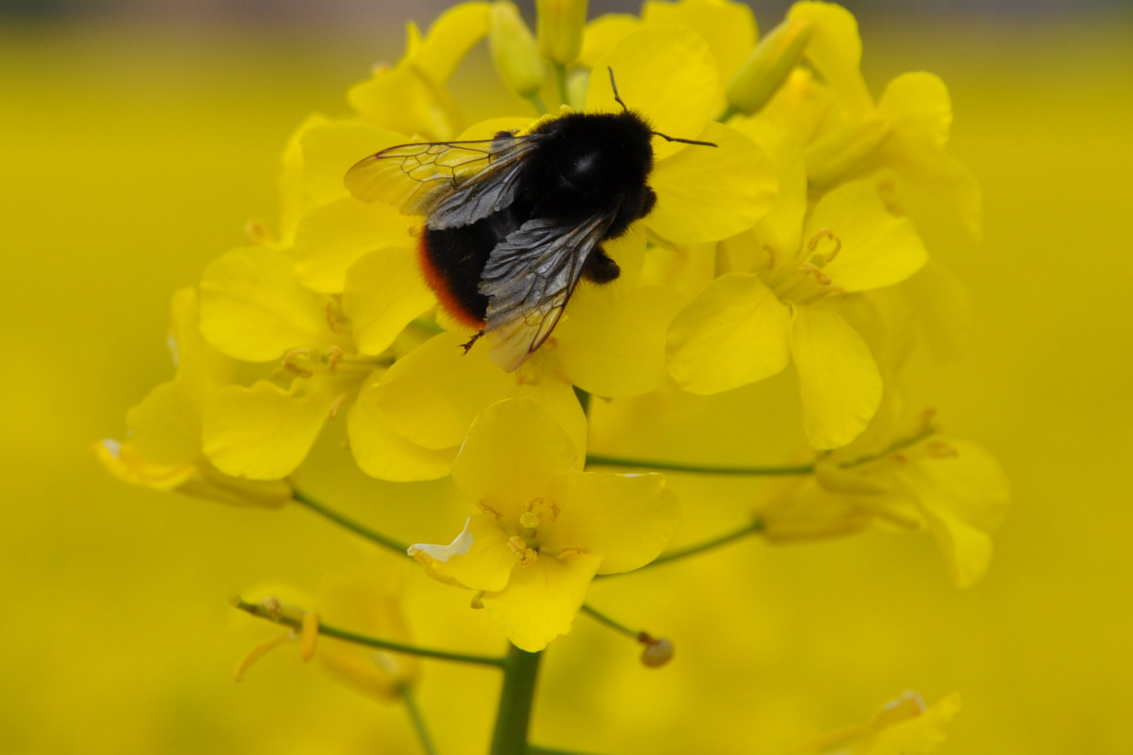 Hummel im Rapsfeld