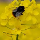 Hummel im Rapsfeld