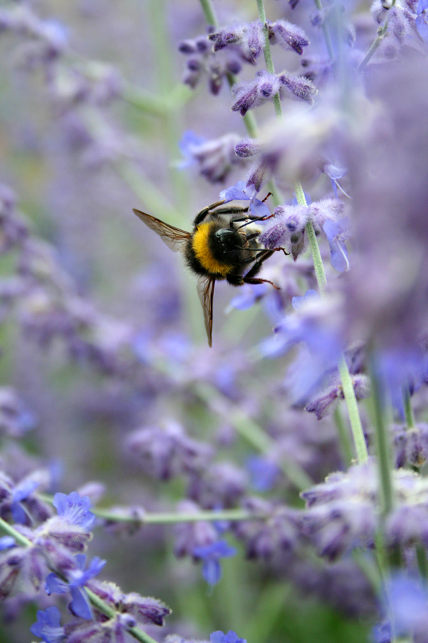 Hummel im Rausch