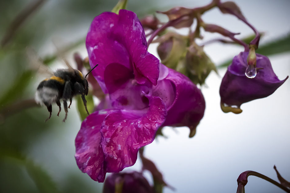 Hummel im Regen