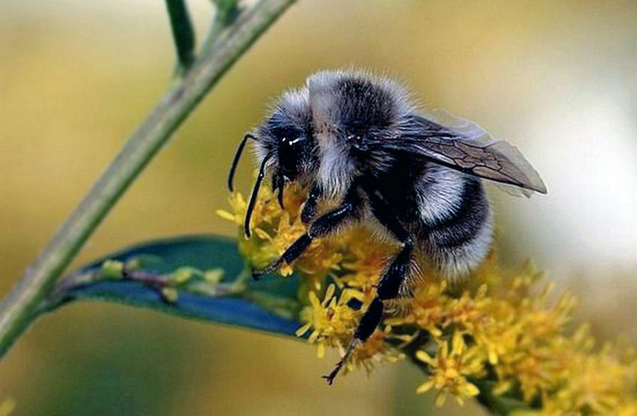 Hummel im Reitersitz / oder auch Bombus genannt !