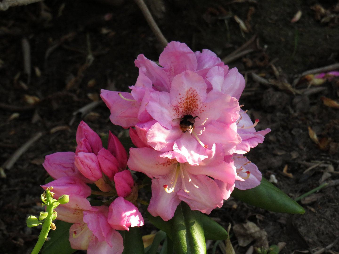 Hummel im Rhododendron