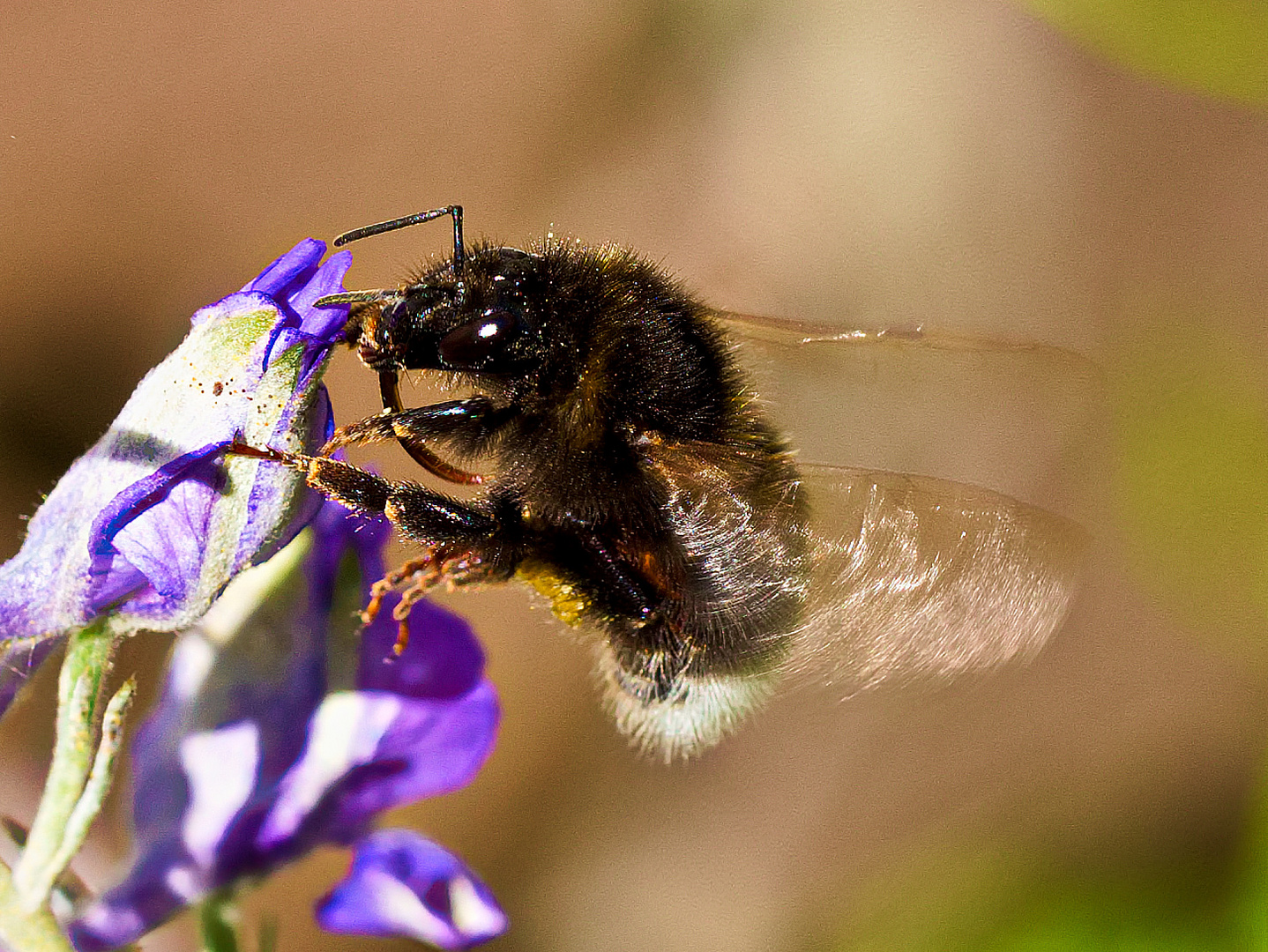 hummel im Rittersporn 2