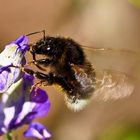 hummel im Rittersporn 2