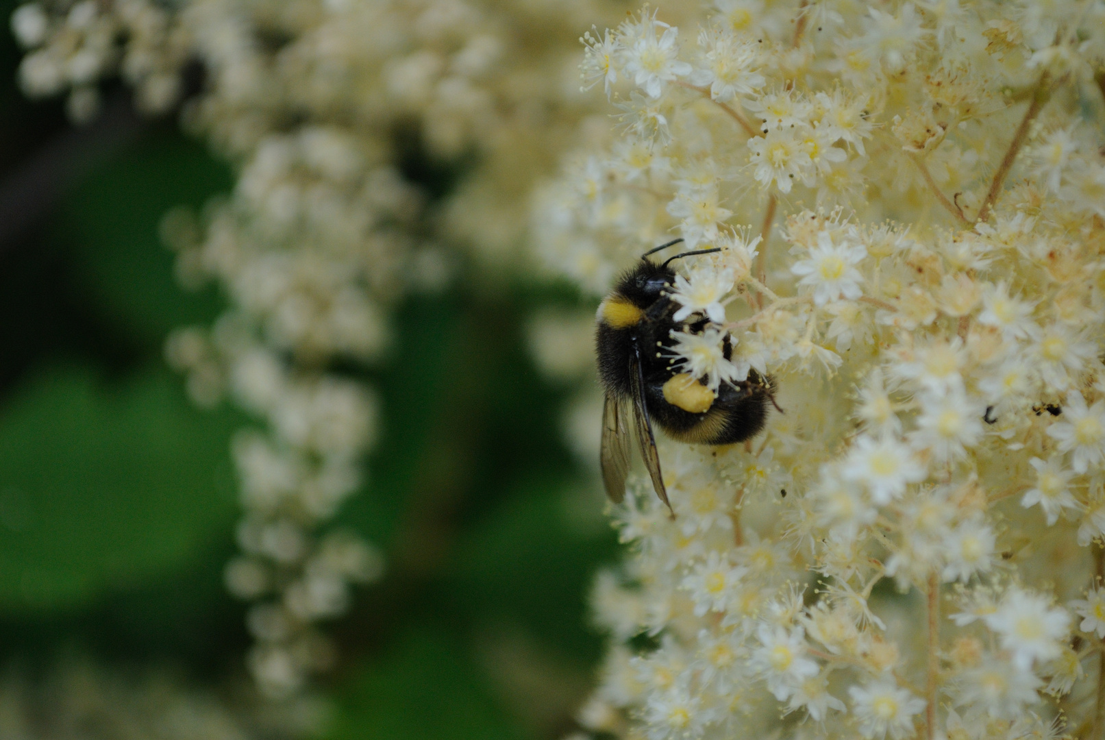 Hummel im Rombergpark Dortmund