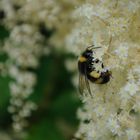 Hummel im Rombergpark Dortmund