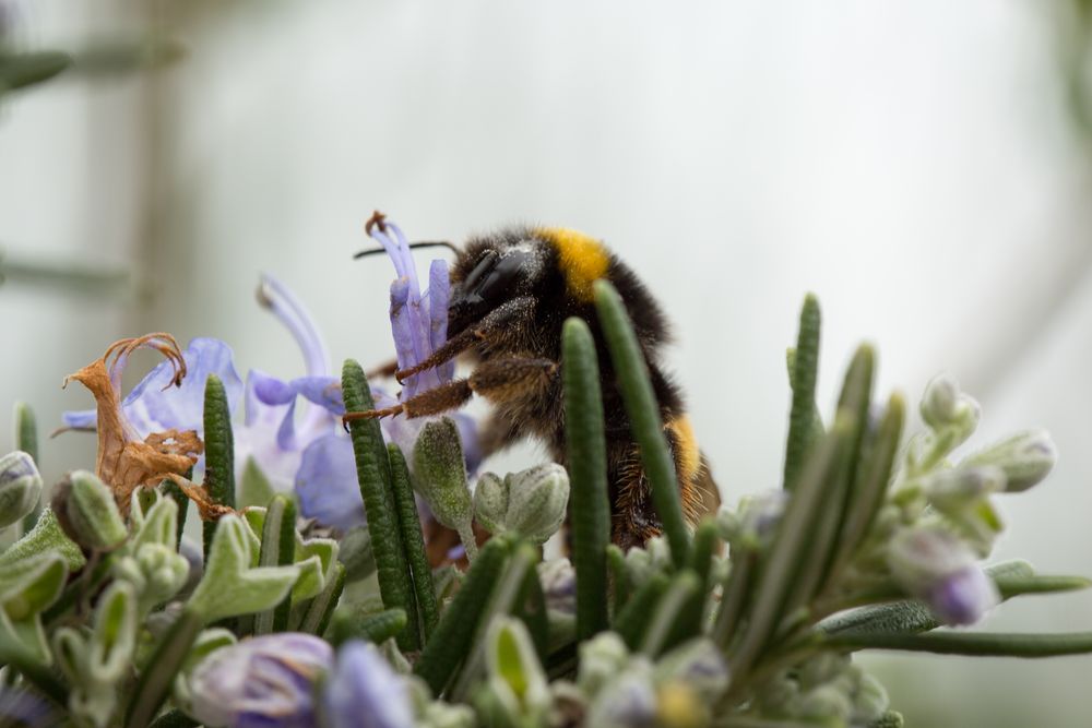 Hummel im Rosmarin