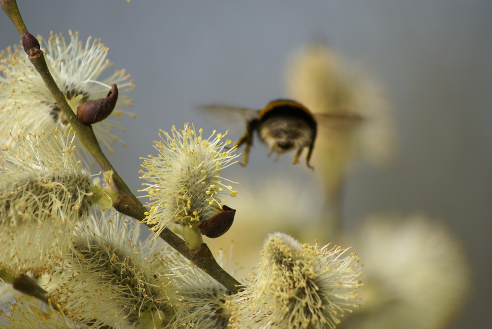 Hummel im Rückwärtsflug?