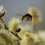 Hummel im Rückwärtsflug?