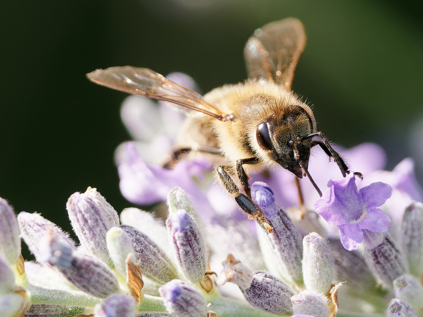 Hummel im Salbei