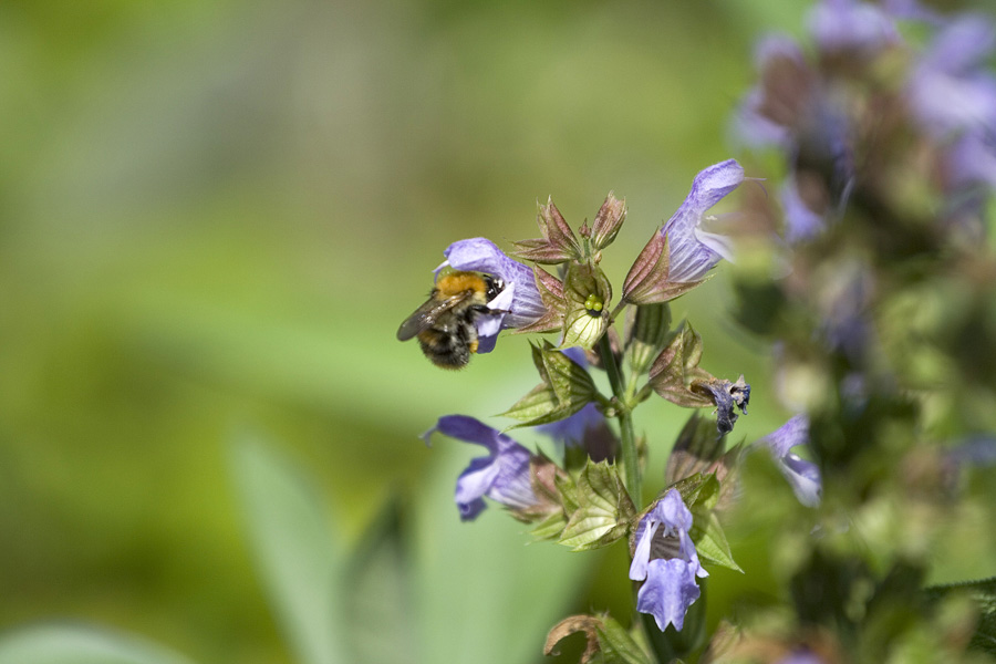 Hummel im Salbei