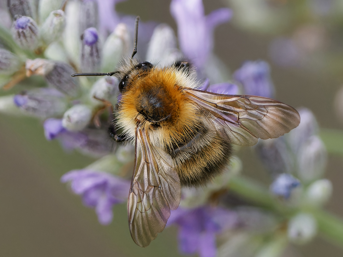 Hummel im Salbei ii