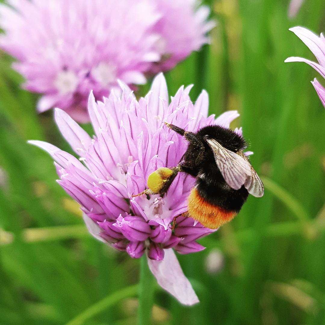 Hummel im Sammelwahn