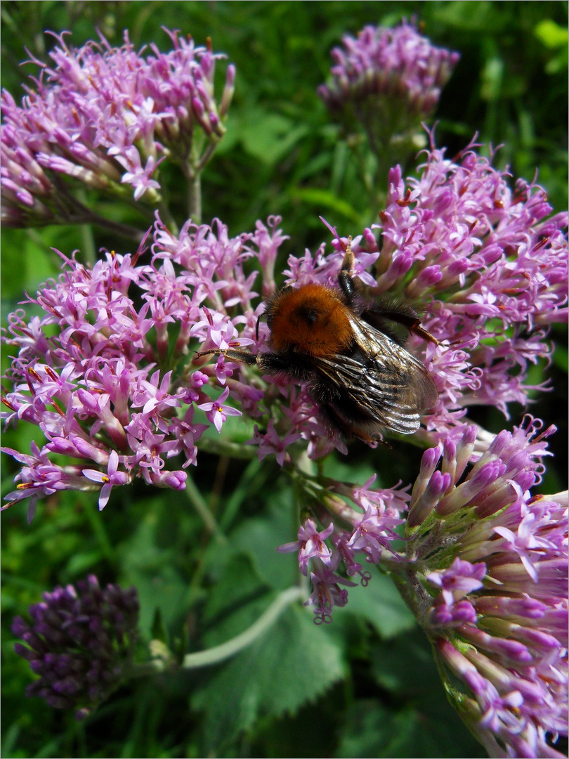 Hummel im Schlaraffenland