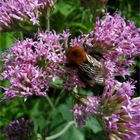 Hummel im Schlaraffenland