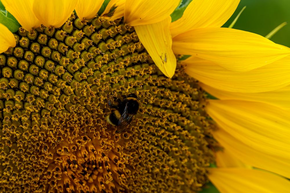 Hummel im Schlaraffenland