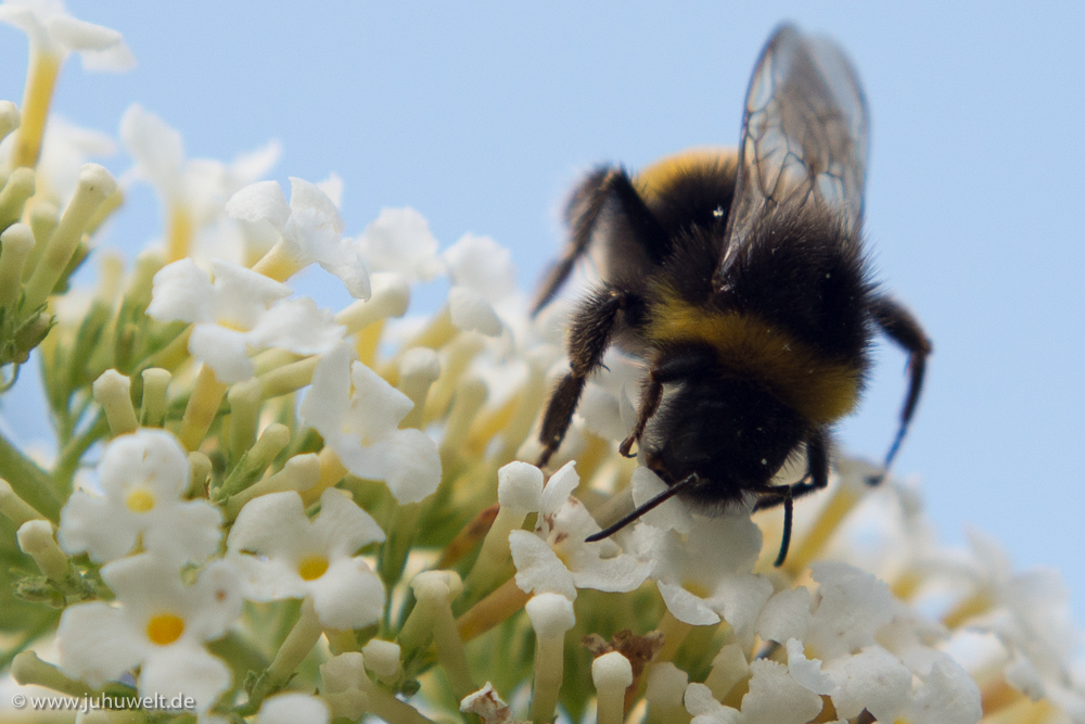 Hummel im Schmetterlingsflieder