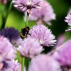 Hummel im Schnittlauch