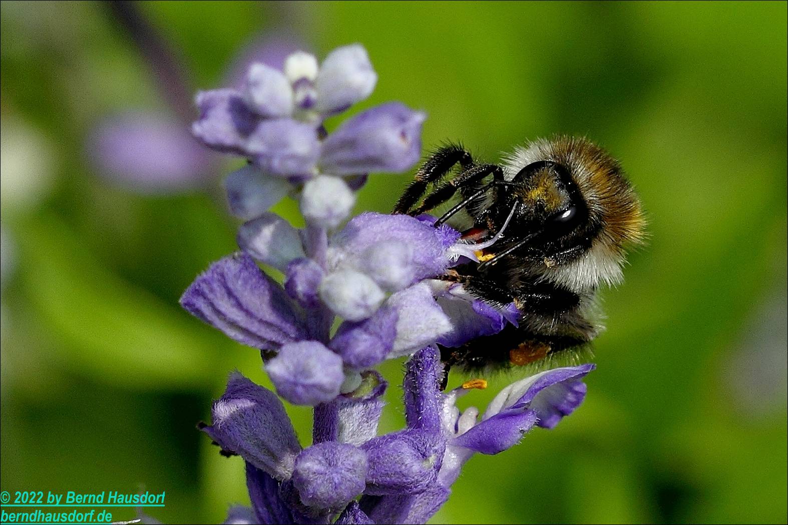 Hummel im Sommer 2018