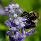 Hummel im Sommer 2018