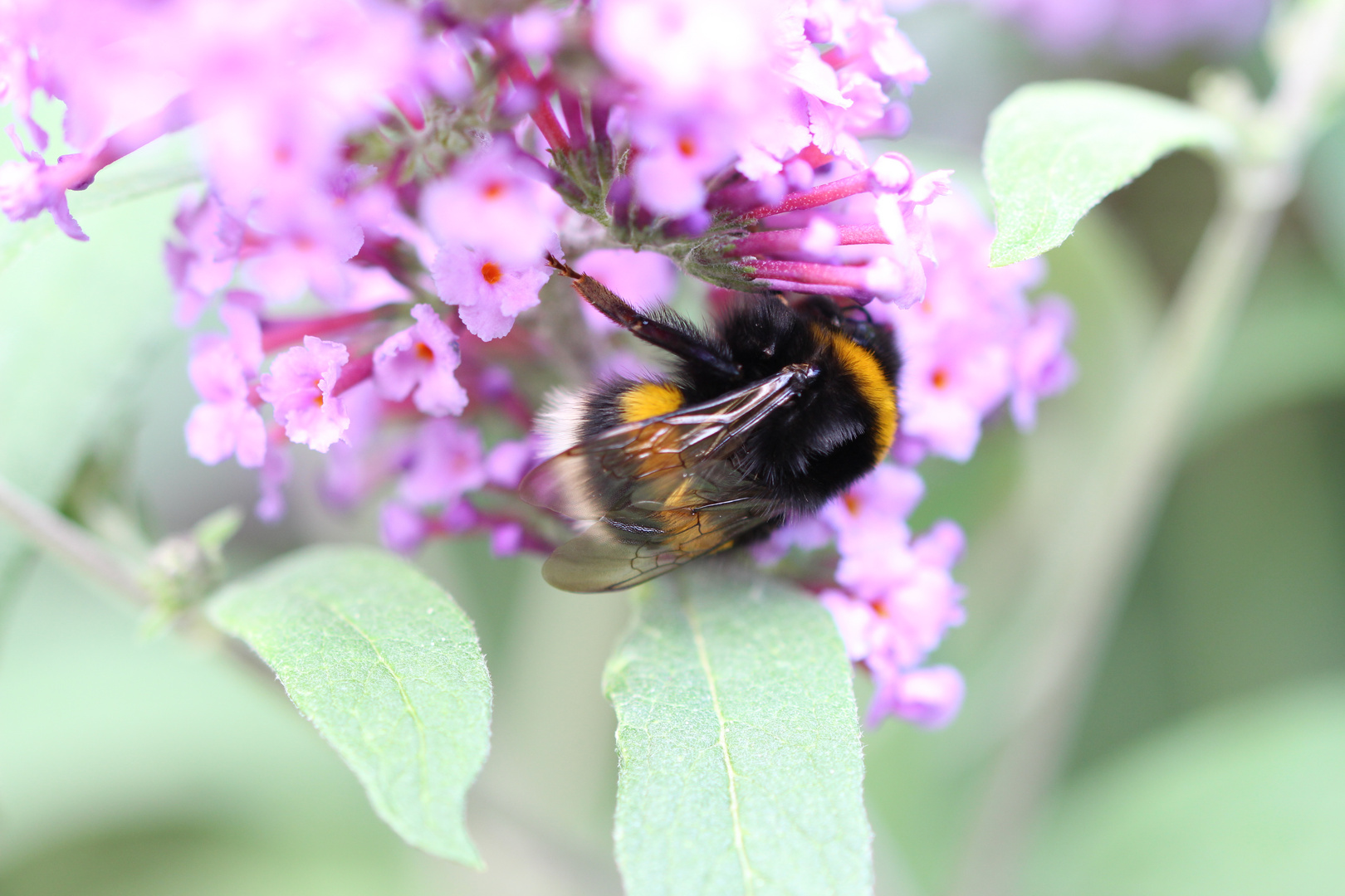 Hummel im Sommerflieder