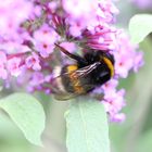 Hummel im Sommerflieder