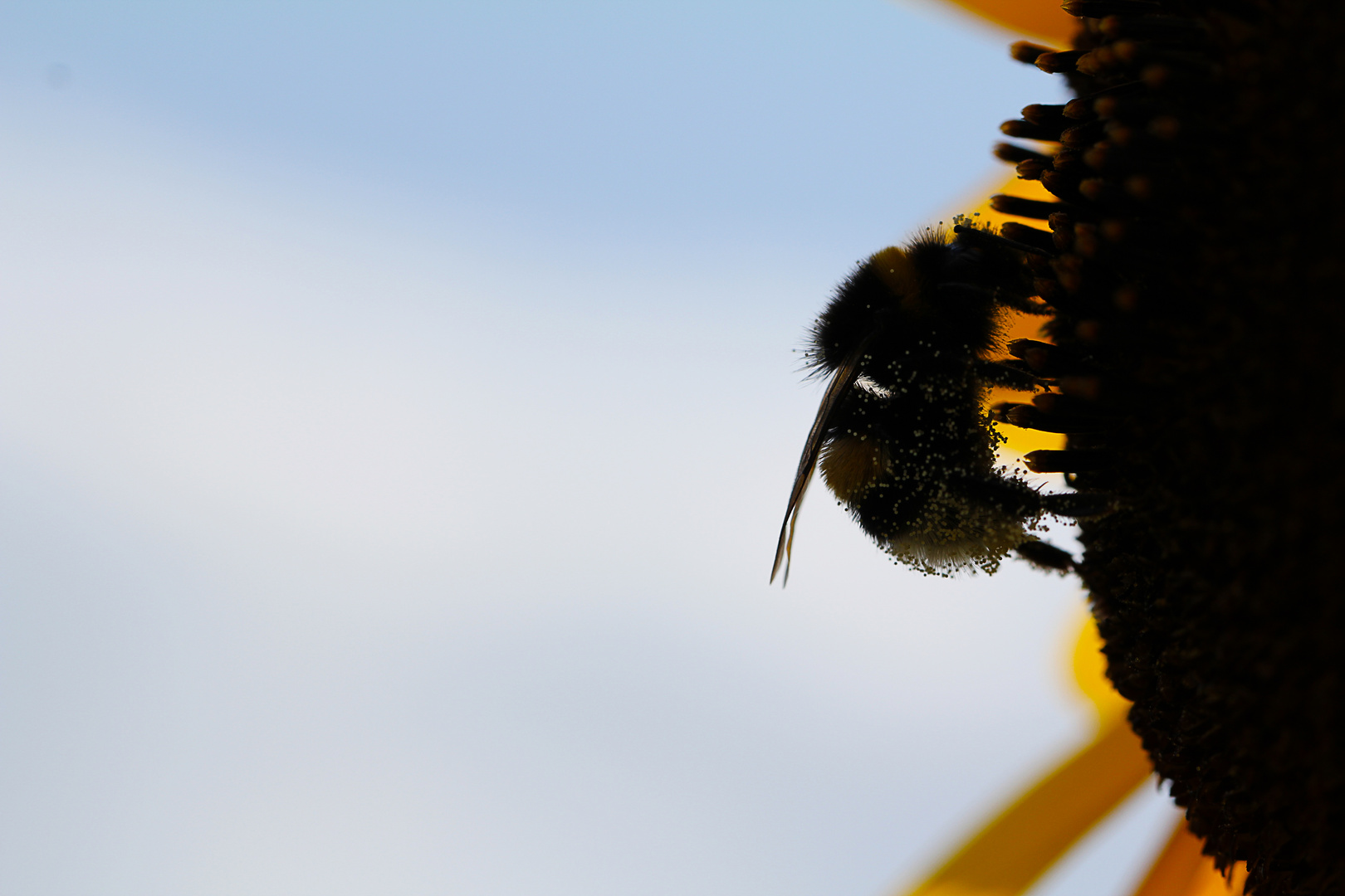 Hummel im Sonnenblumenbad