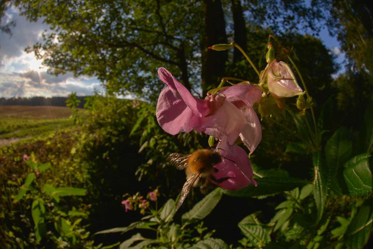 Hummel im Sonnenschein