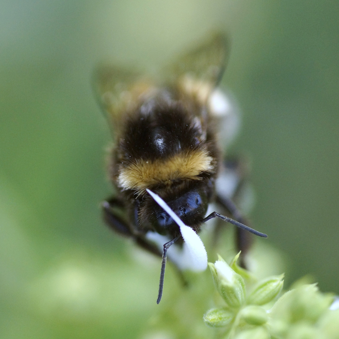 Hummel im Spätsommer