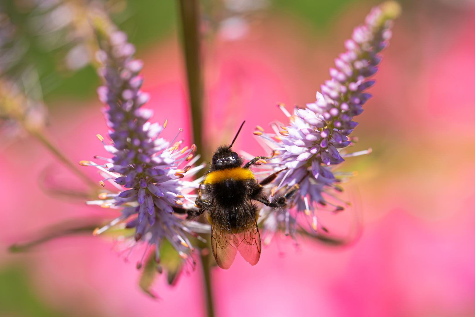 hummel im spagat