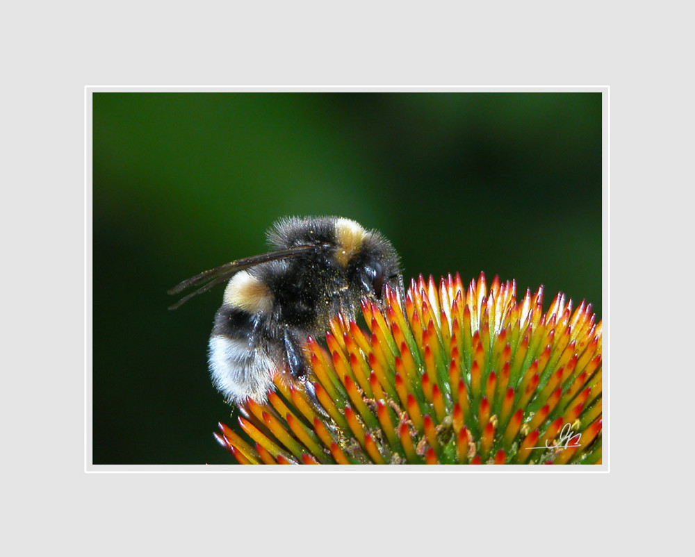 Hummel im Stachelfeld