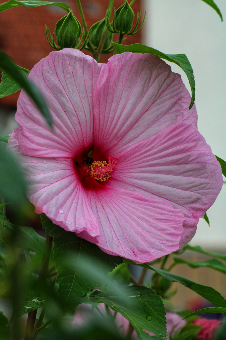 Hummel im Staudenhibiskus