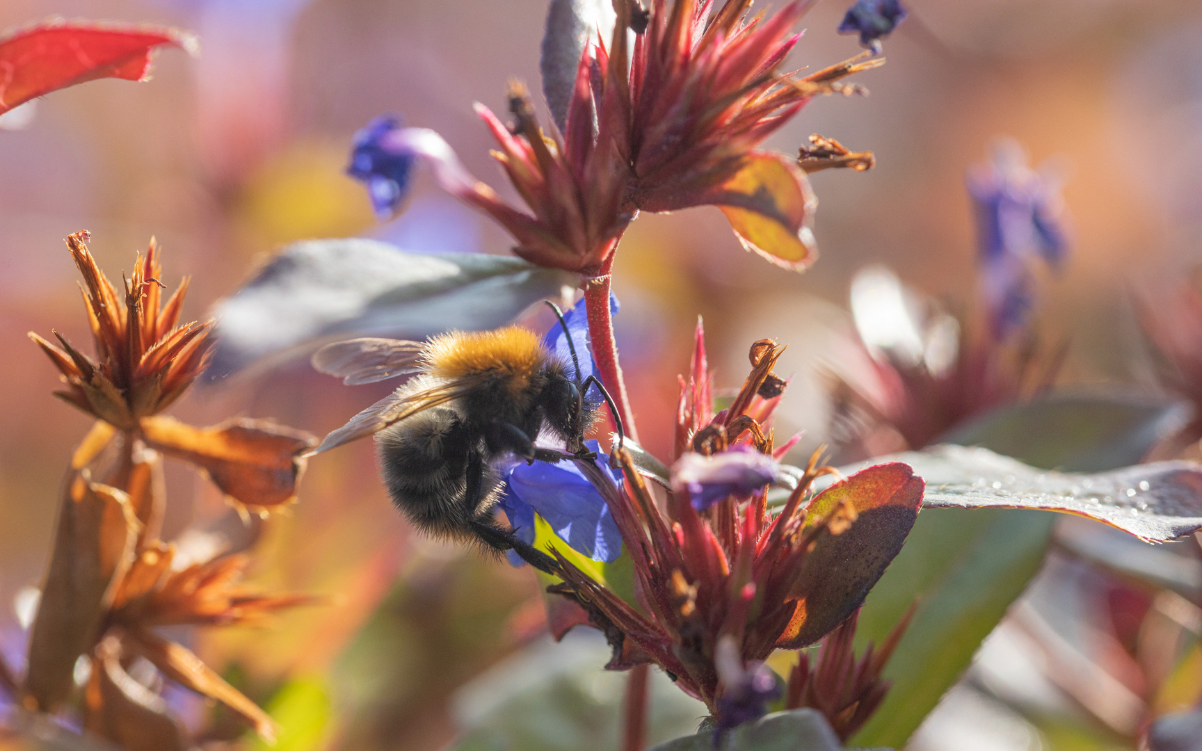 Hummel im Steppenschleier II