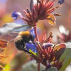 Hummel im Steppenschleier II