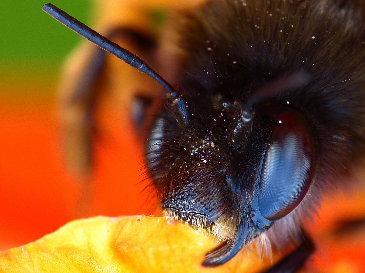 Hummel im Tiefschlaf