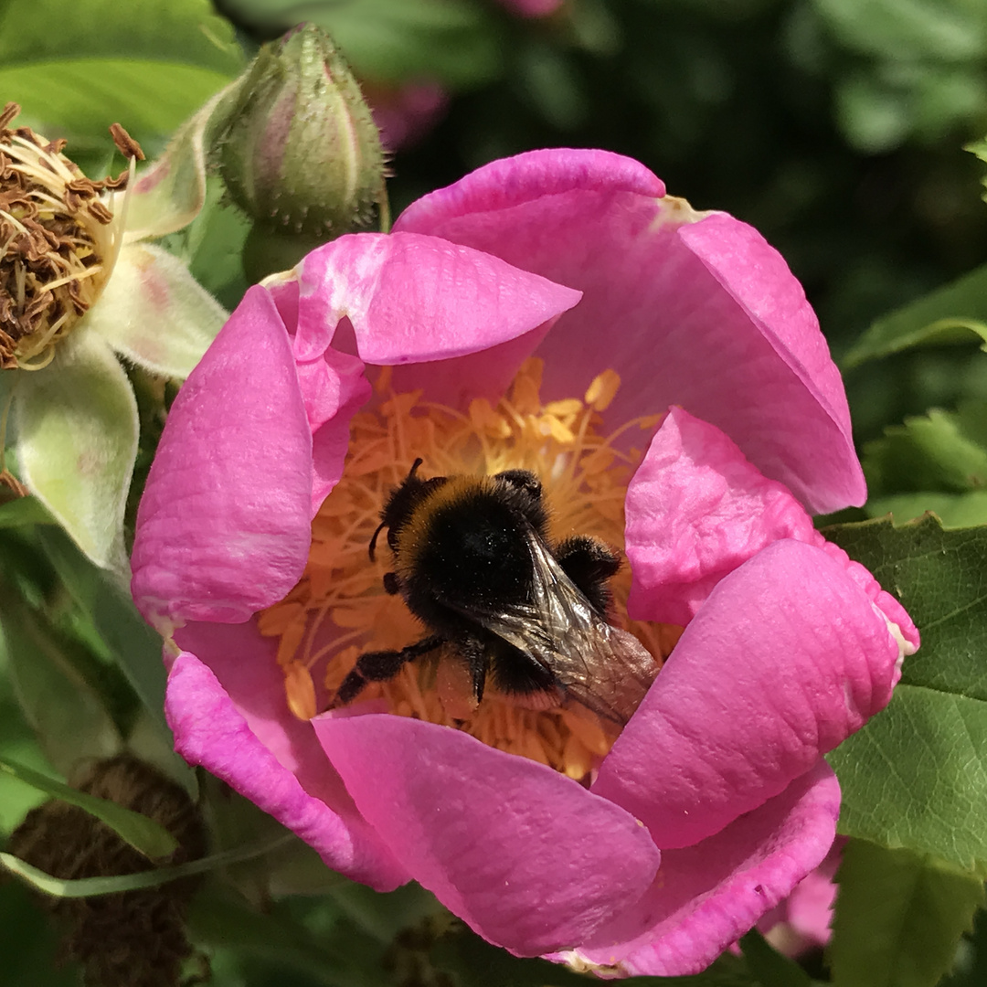 Hummel im Verborgenen