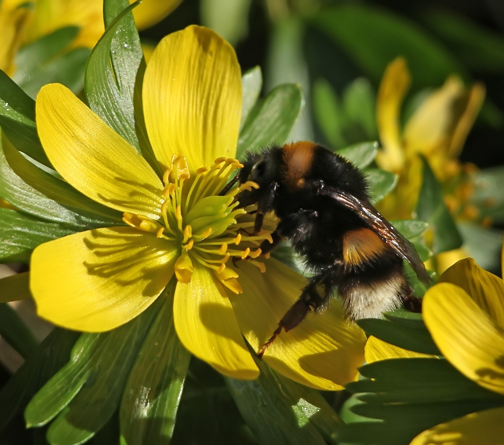 Hummel im Vorfrühlings-Glück!