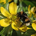 Hummel im Vorfrühlings-Glück!