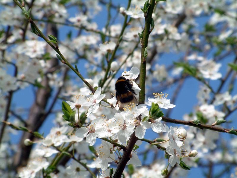 hummel im weißdorn